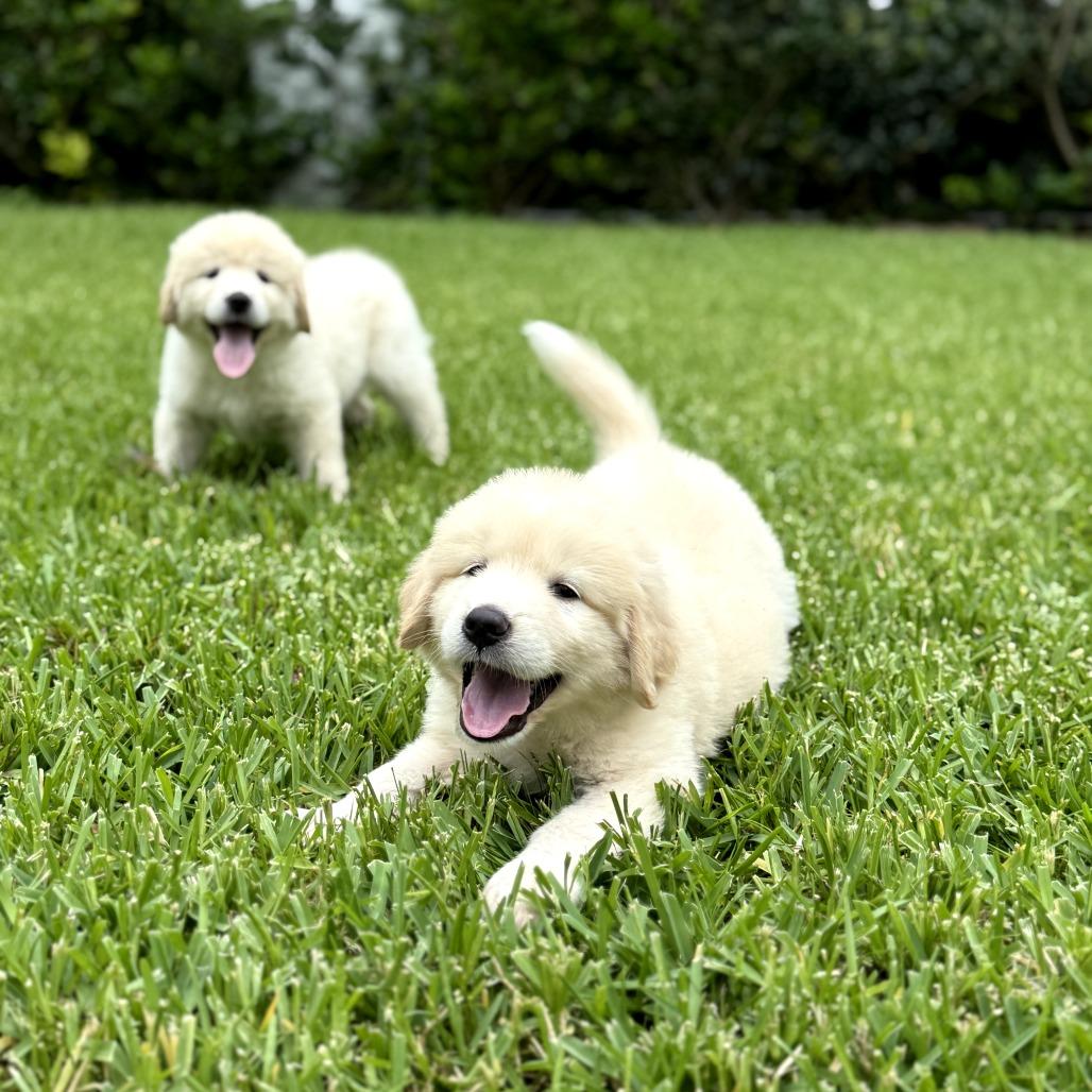 Otoro, a Adoptable Great Pyrenees in Houston, TX image 2/3