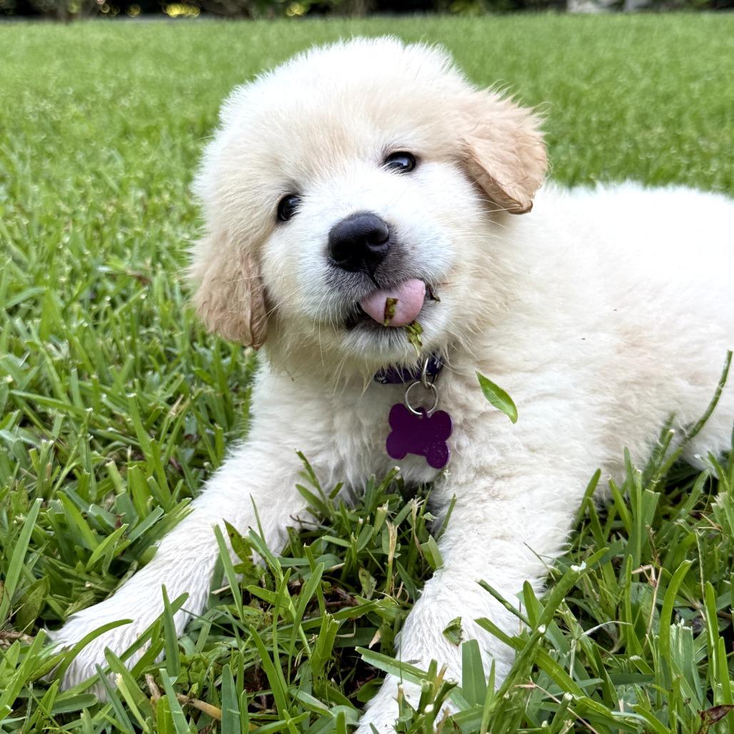 Otoro, a Adoptable Great Pyrenees in Houston, TX image 3/3