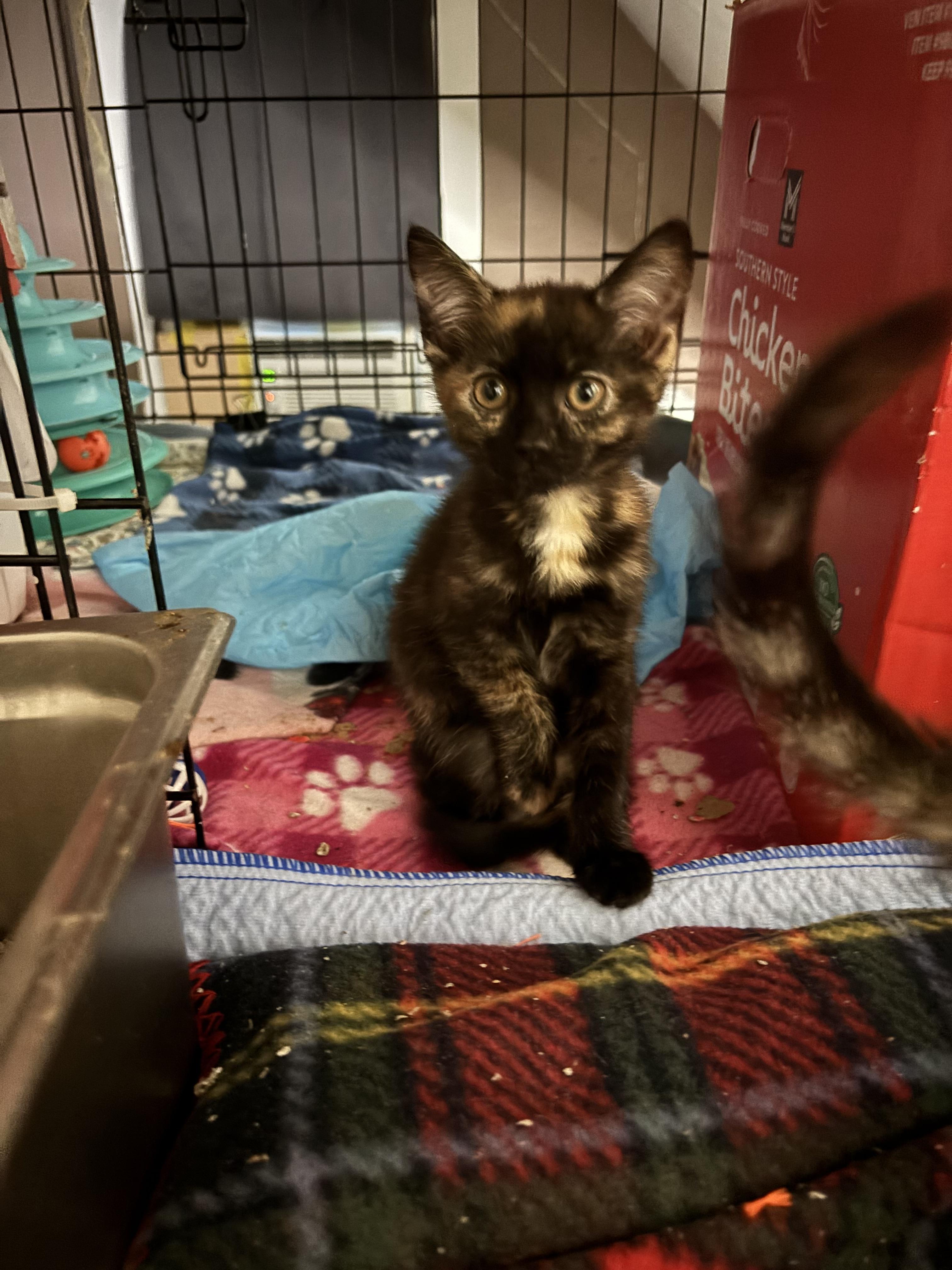 Shorty, Baby Female unknown