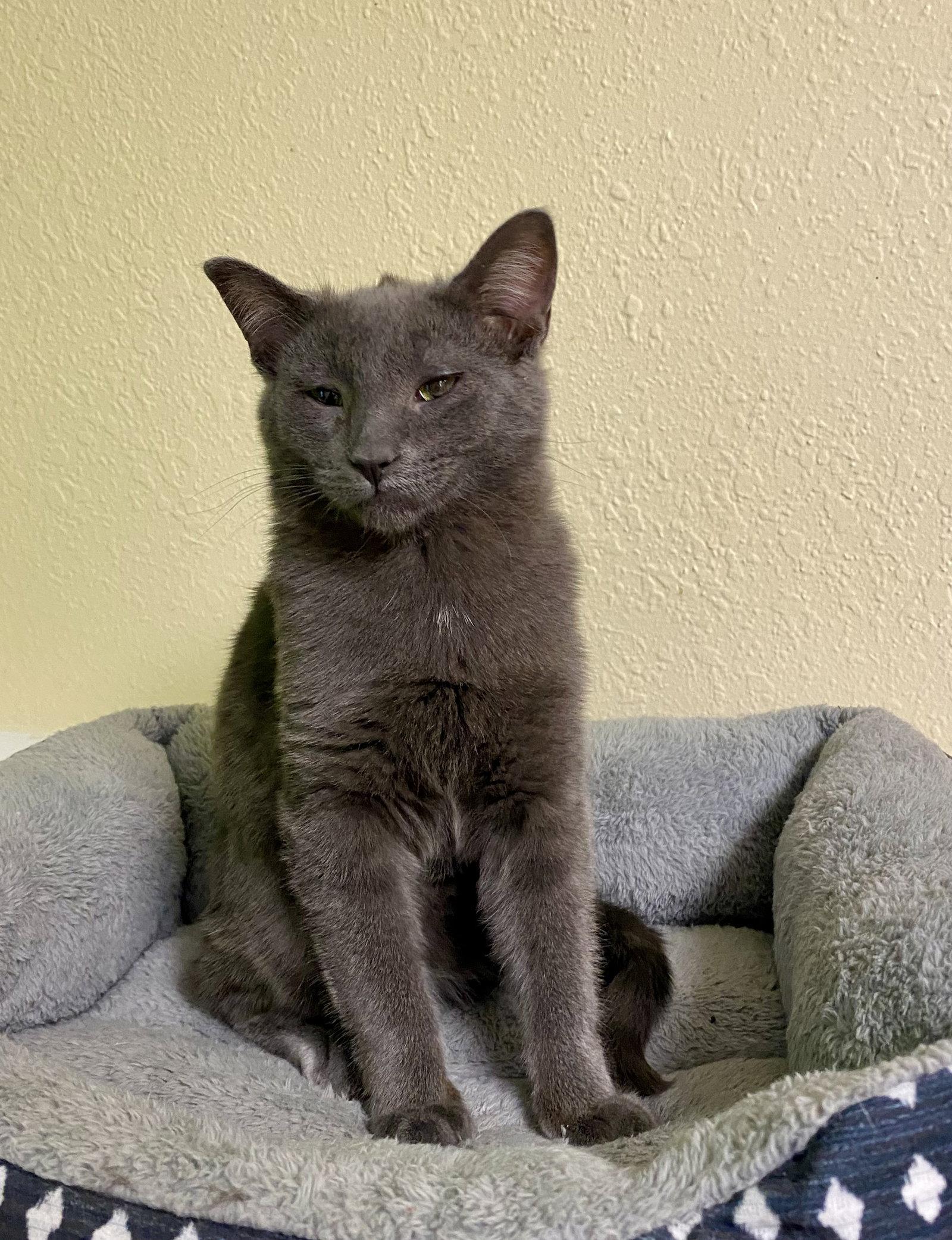 Enlarge Cracker Jack, a Adopted Domestic Short Hair in Fargo, ND image 1/1