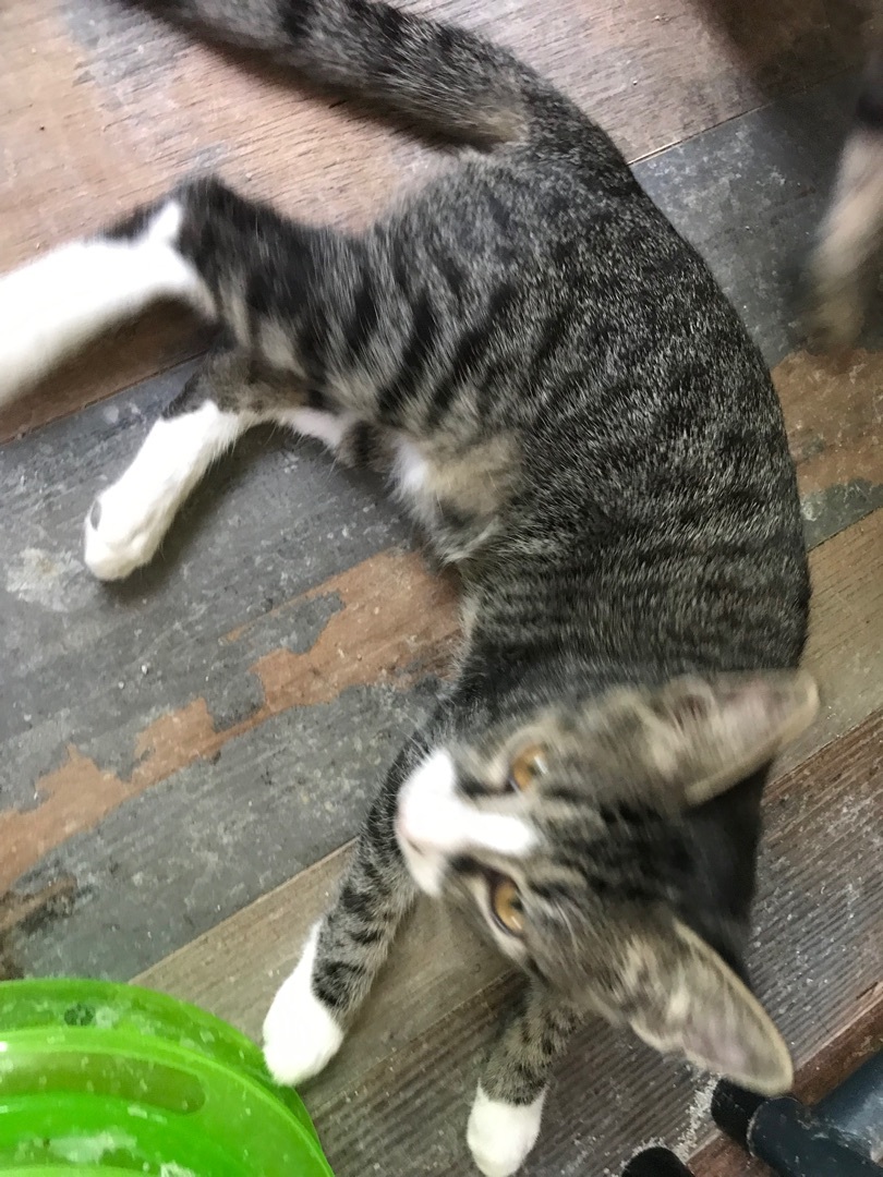 Logan, Adoptable, Young Male Domestic Short Hair.