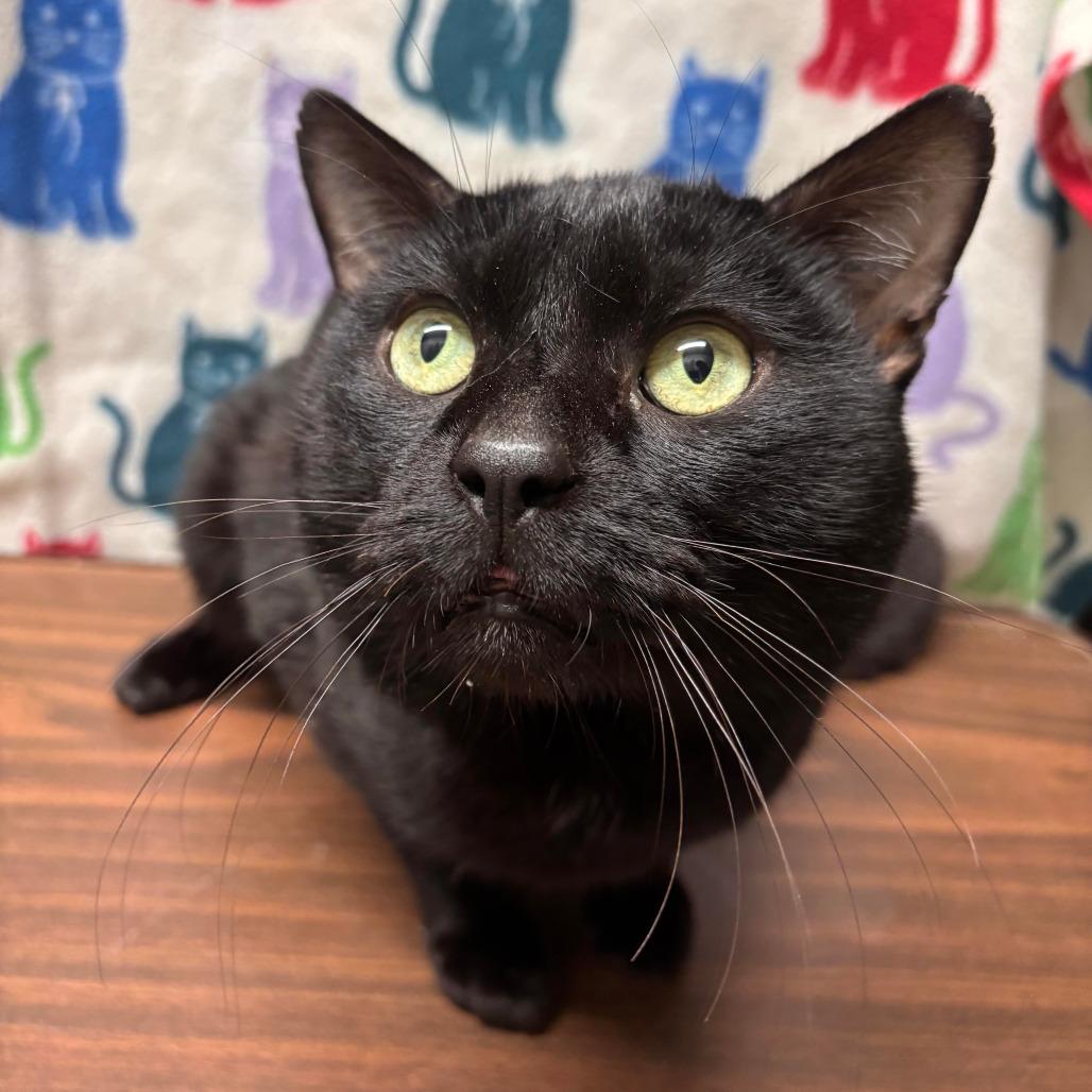 BUG, ADOPTABLE, Adult Male Domestic Short Hair.