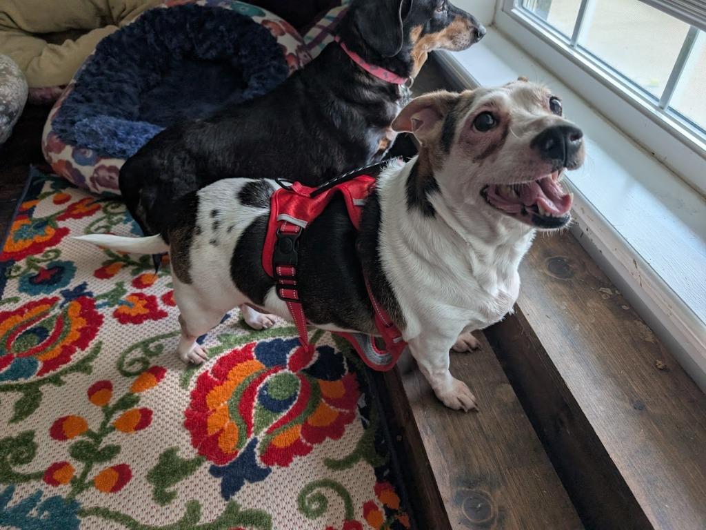 Panda, Adoptable, Senior Female Dachshund.