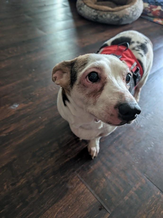 Panda, a Adoptable Dachshund in Bryan, TX image 3/4