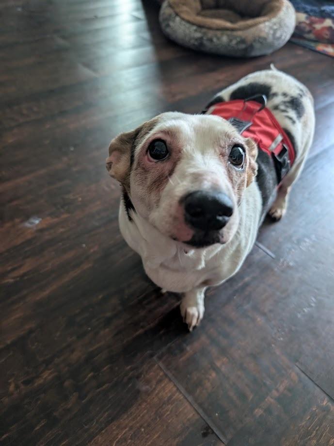 Panda, a Adoptable Dachshund in Bryan, TX image 4/4