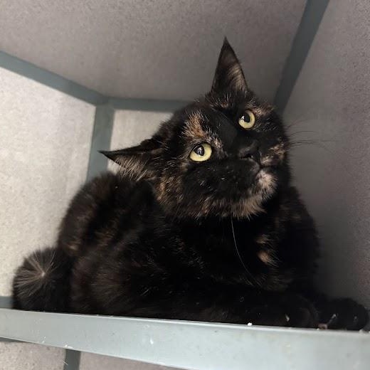 Enlarge Zumi, a Adopted Domestic Short Hair in Waterloo, IA image 2/2