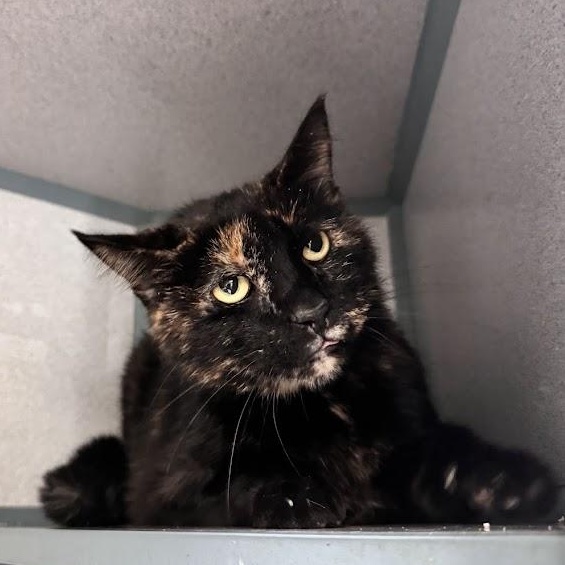 Zumi, Adopted, Senior Female Domestic Short Hair.
