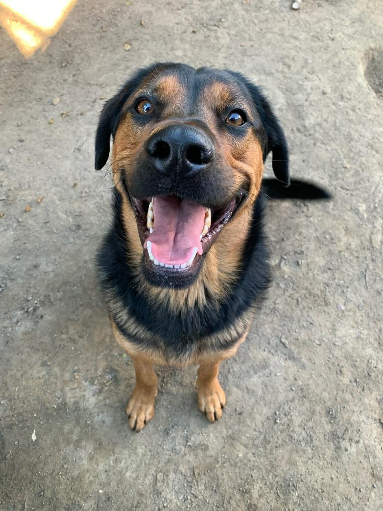 Roscoe, Adoptable, Adult Male Rottweiler & German Shepherd Dog.