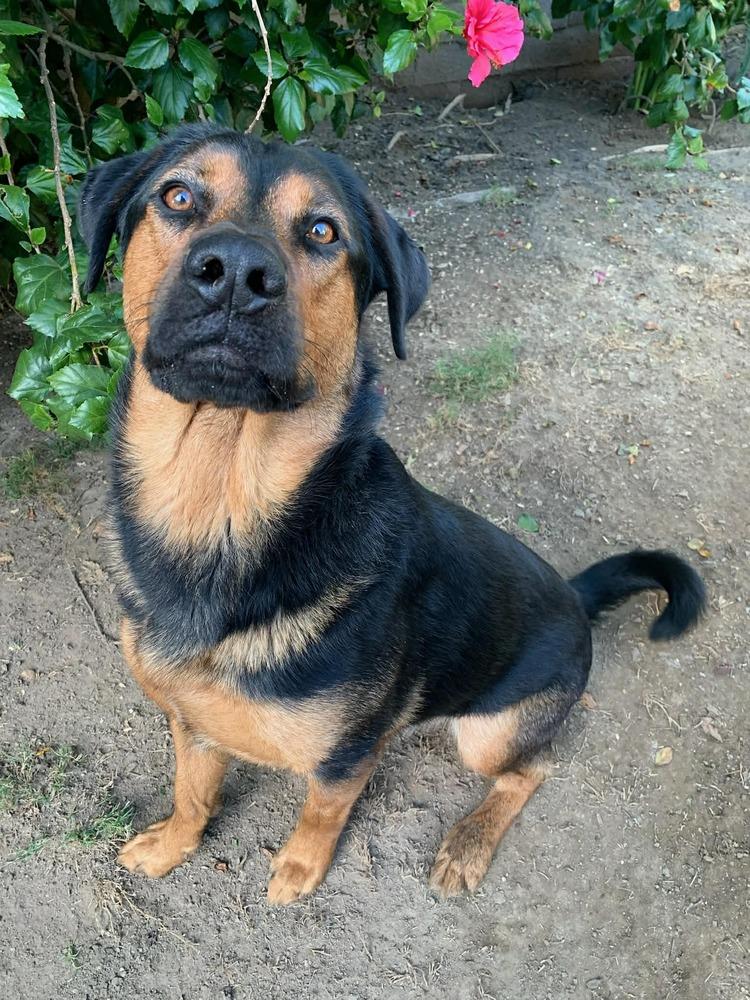 Enlarge Roscoe, a Adoptable mixed breed in Canyon Country, CA image 2/3
