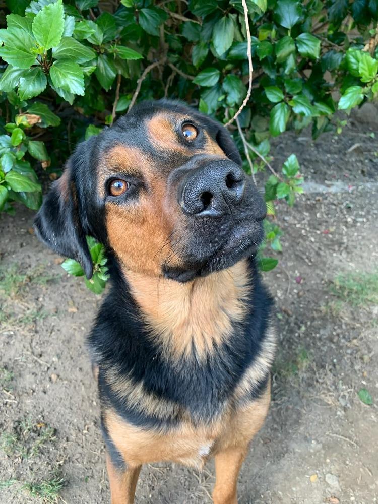 Enlarge Roscoe, a Adoptable mixed breed in Canyon Country, CA image 3/3