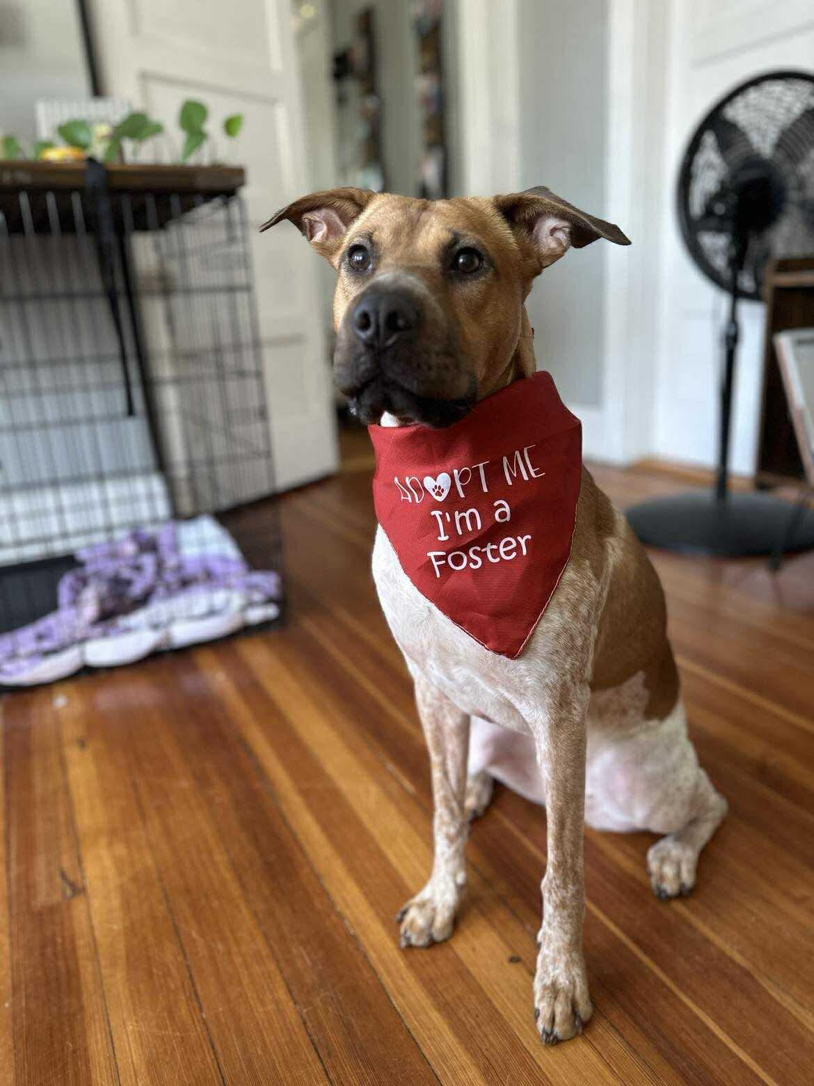 Ruby, adoptable, Adult Female Mixed Breed.