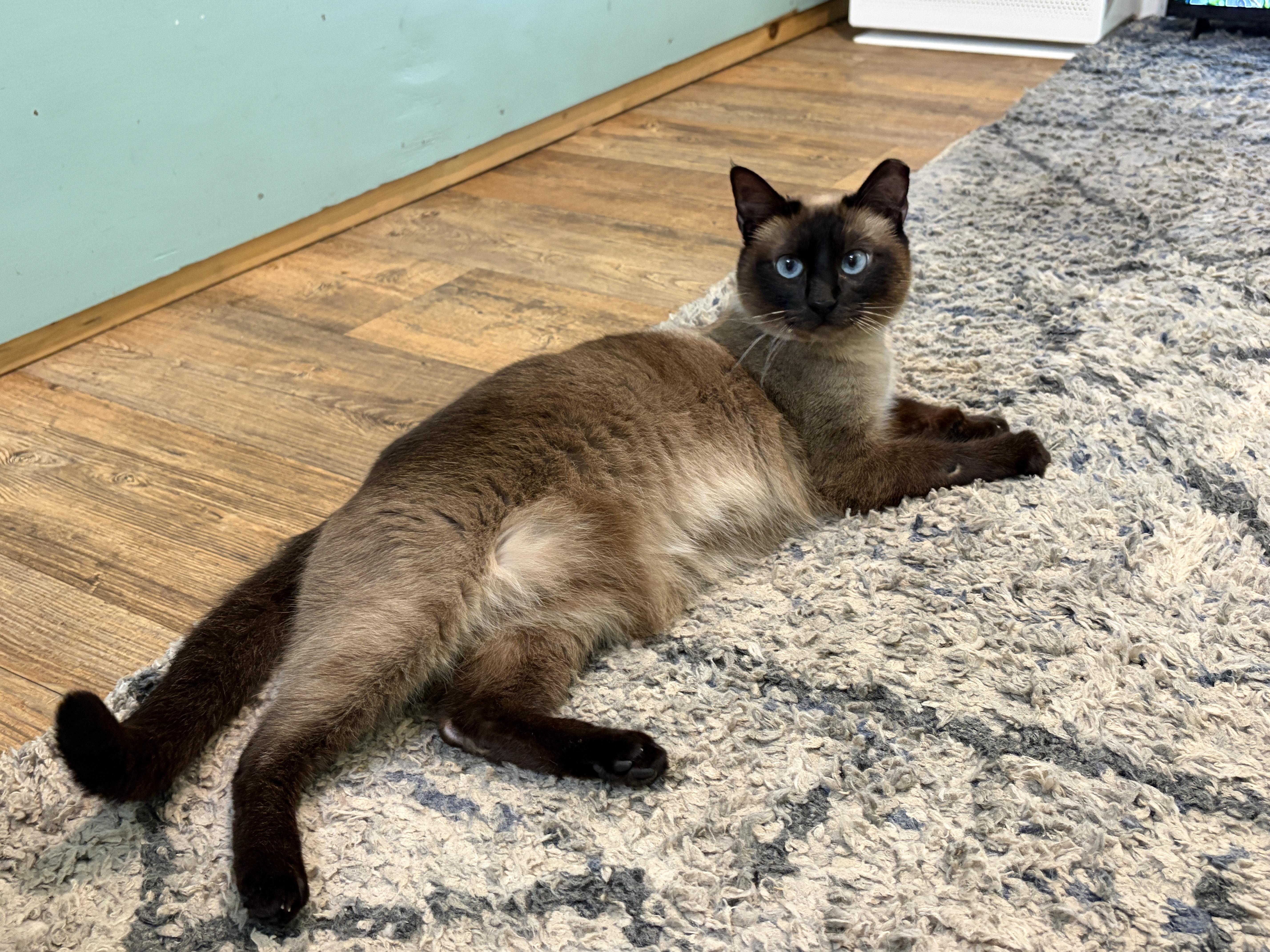 Enlarge Mauve, an adopted Siamese in Rocky Hill, CT image 4/5