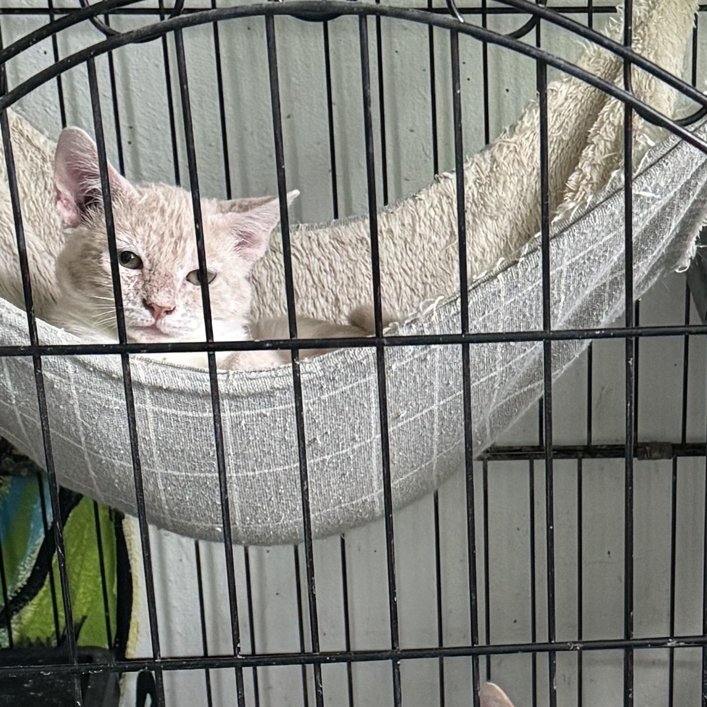 Taylor, an adoptable Domestic Short Hair in San Juan, PR, 00924 | Photo Image 2