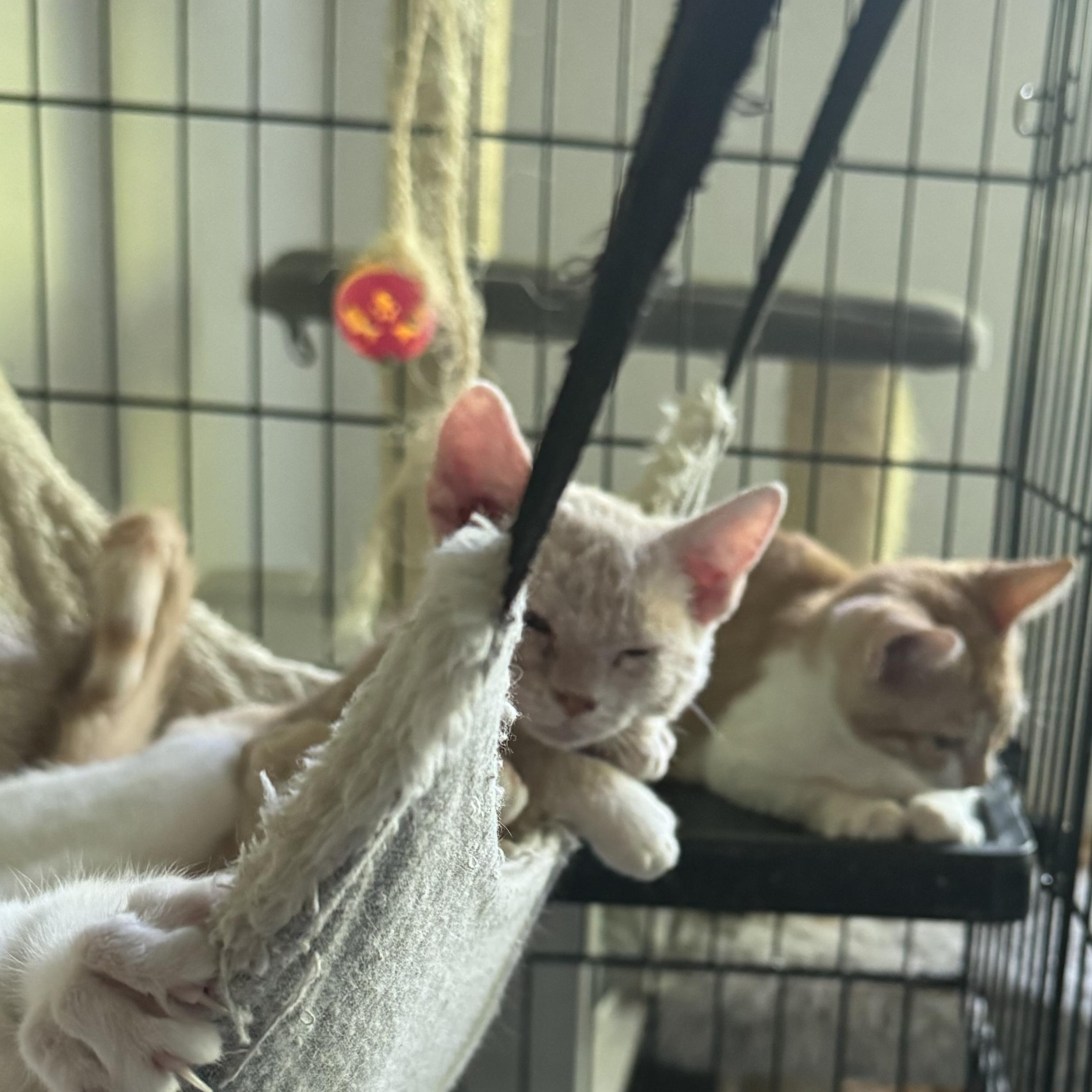 Taylor, an adoptable Domestic Short Hair in San Juan, PR, 00924 | Photo Image 1