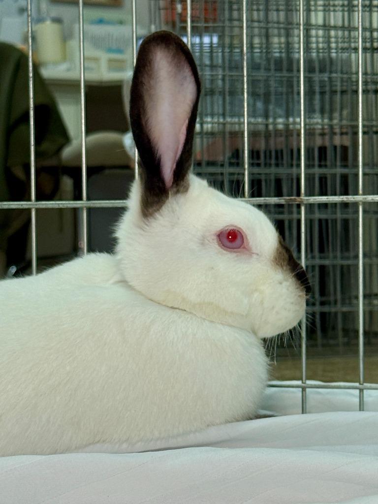 Natalie / Nathan, a Adoptable Californian in Pflugerville, TX image 1/6