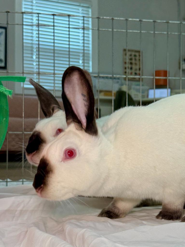 Natalie / Nathan, a Adoptable Californian in Pflugerville, TX image 2/6