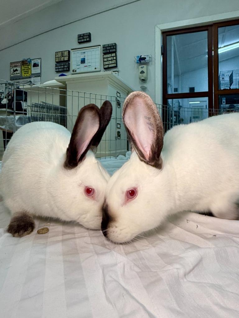 Natalie / Nathan, a Adoptable Californian in Pflugerville, TX image 3/6