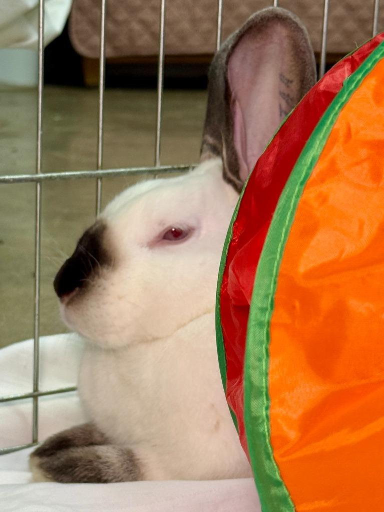 Natalie / Nathan, a Adoptable Californian in Pflugerville, TX image 4/6