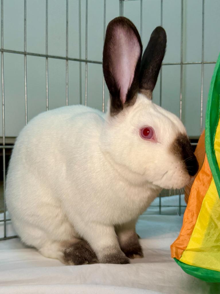 Natalie / Nathan, a Adoptable Californian in Pflugerville, TX image 5/6