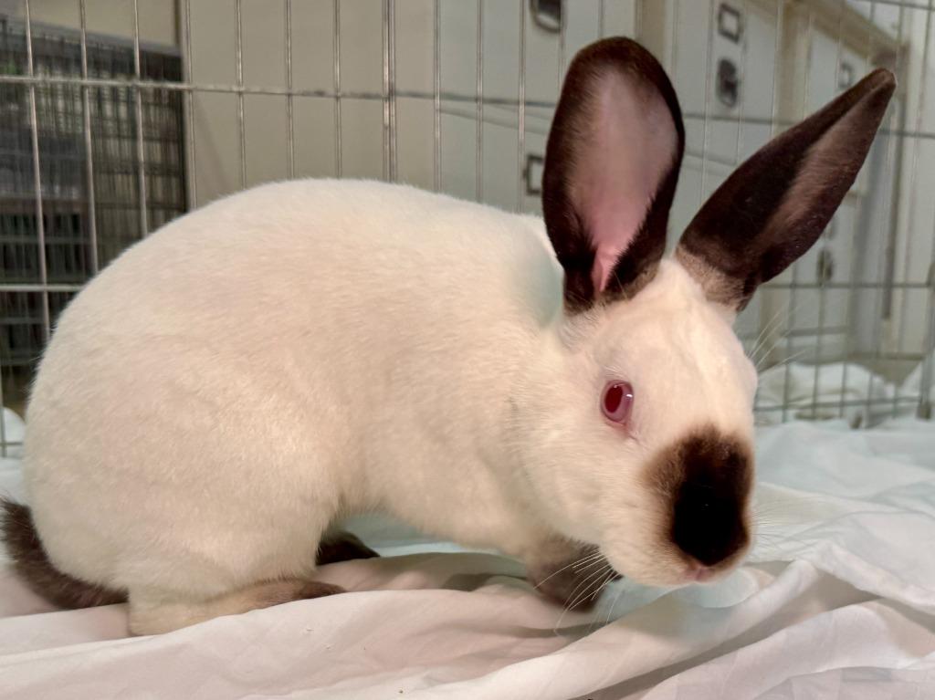 Natalie / Nathan, a Adoptable Californian in Pflugerville, TX image 6/6