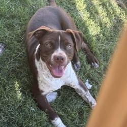 Mojo, Adoptable, Young Male American Staffordshire Terrier & Basset Hound.