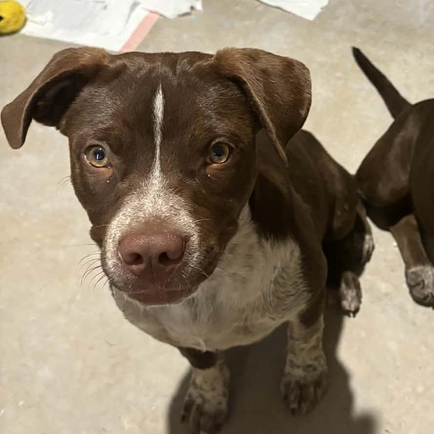Enlarge Mojo, a Adoptable mixed breed in San Antonio, TX image 2/3