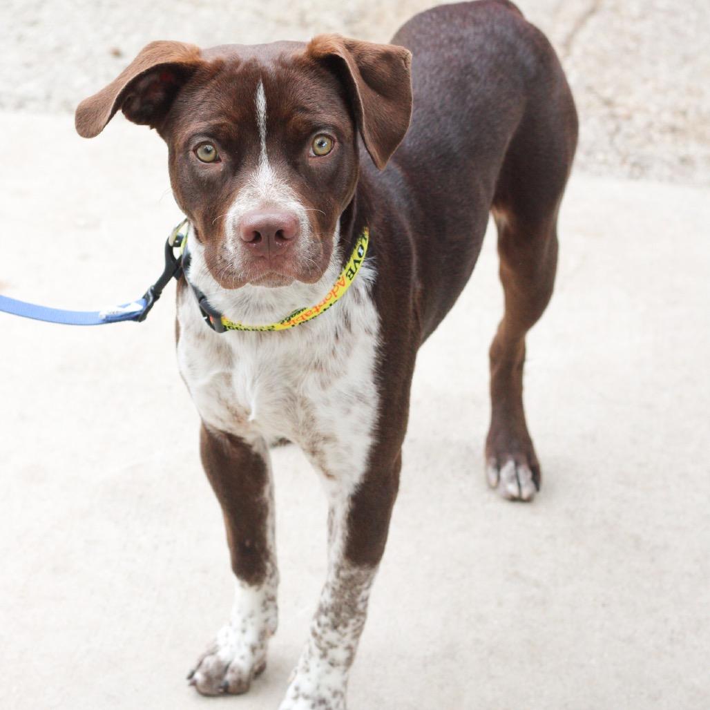 Enlarge Mojo, a Adoptable mixed breed in San Antonio, TX image 3/3