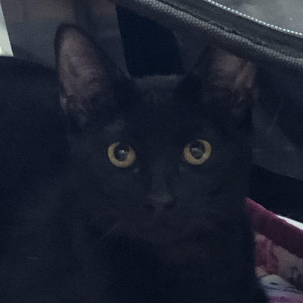 Poppyseed, Adoptable, Kitten Female Domestic Short Hair.