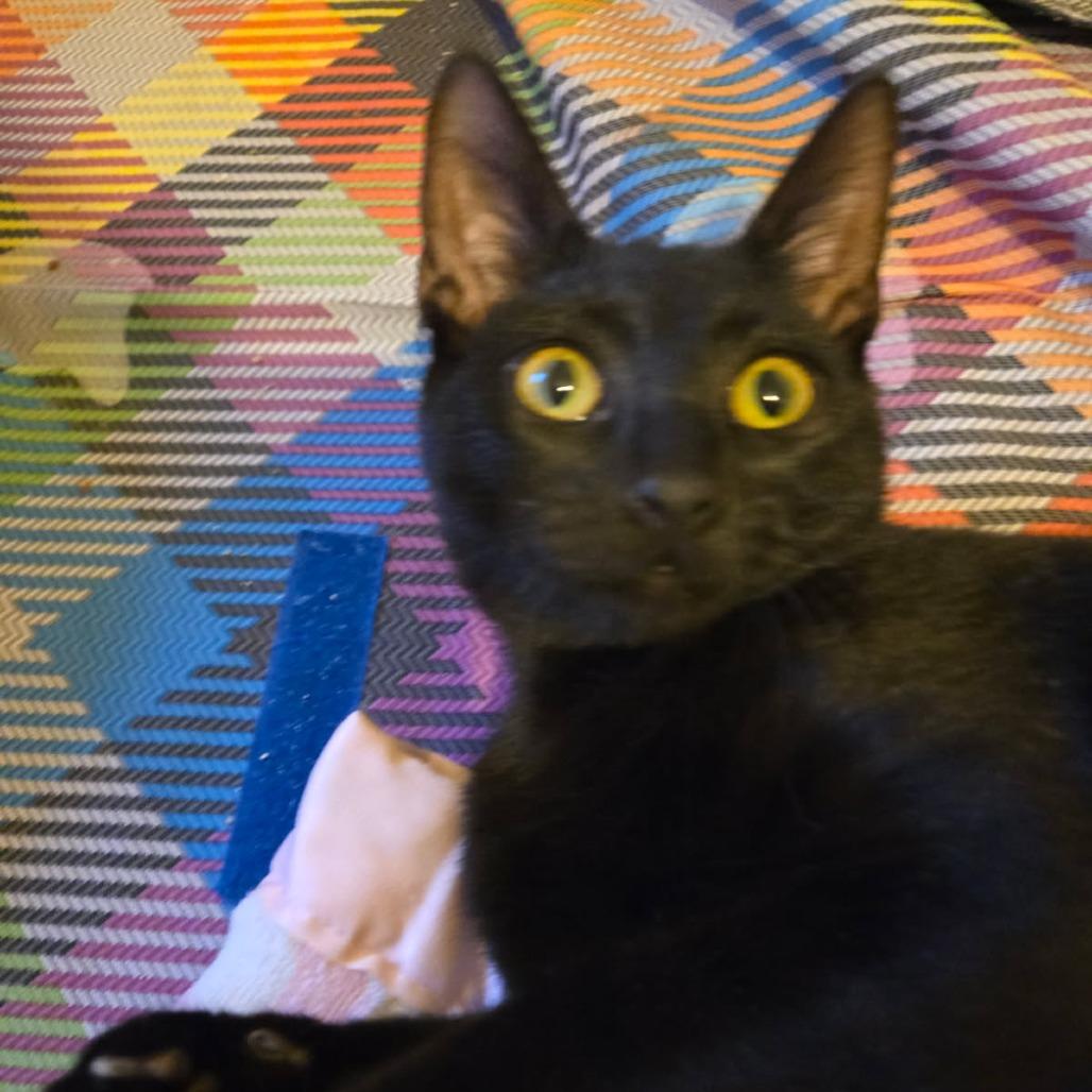 Enlarge Poppyseed, a Adoptable Domestic Short Hair in Skokie, IL image 1/3