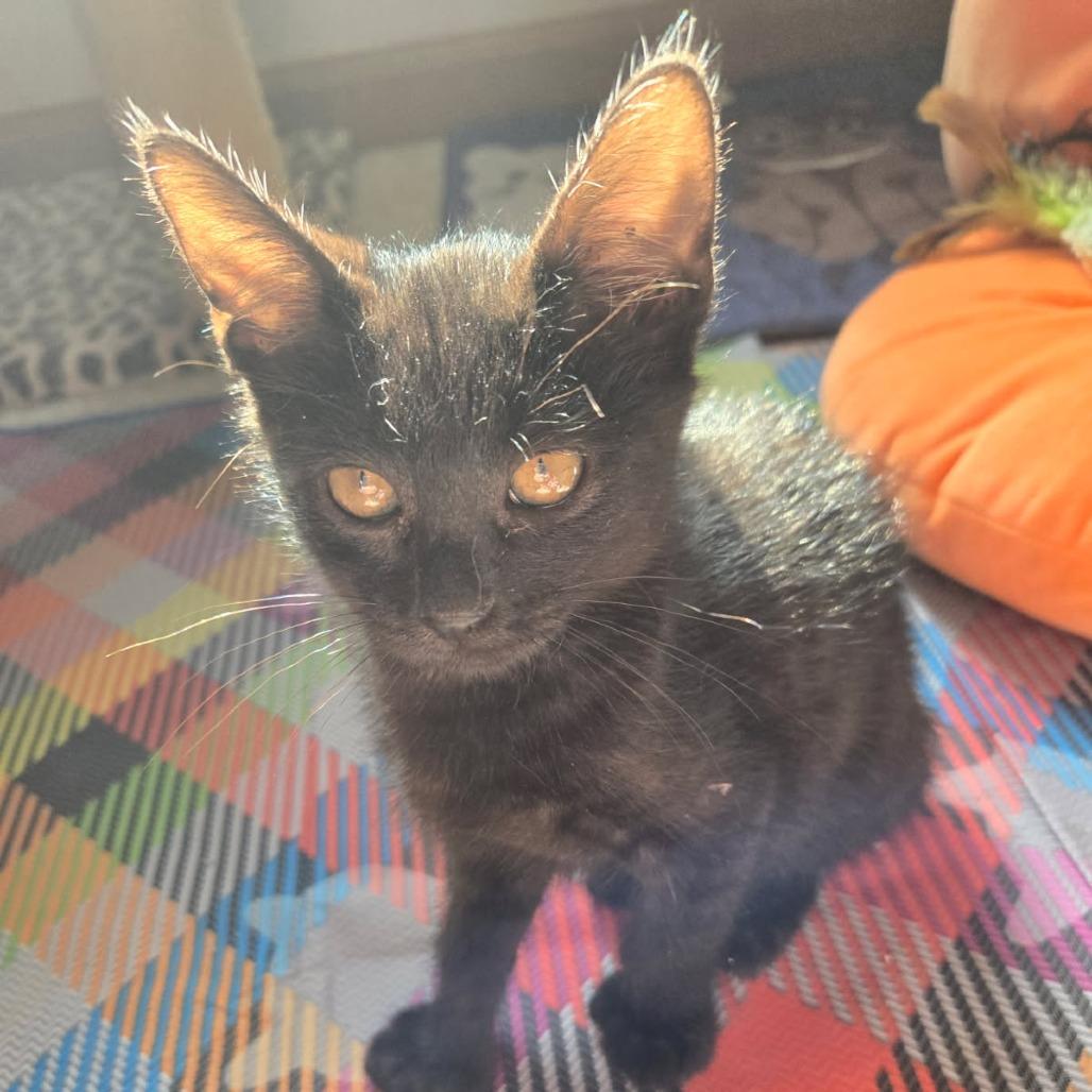 Enlarge Poppyseed, a Adoptable Domestic Short Hair in Skokie, IL image 2/3