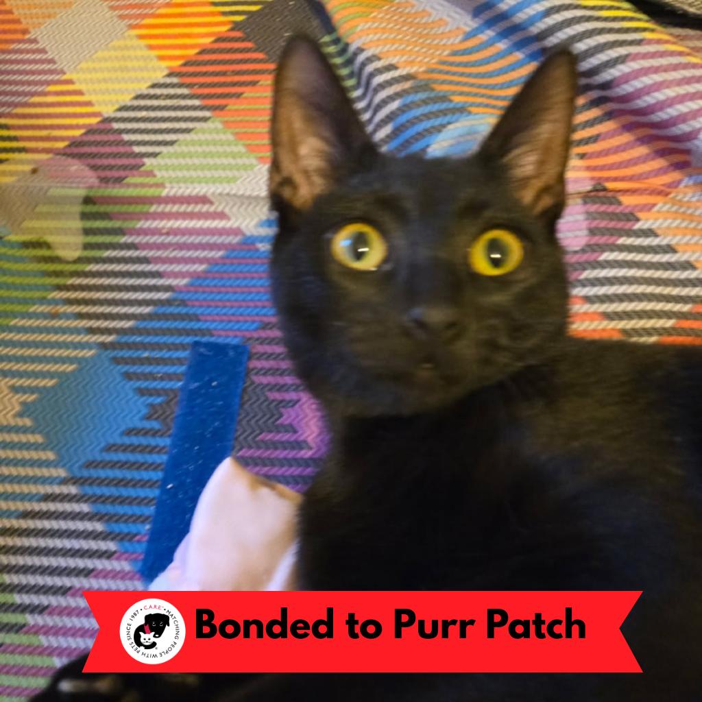 Enlarge Poppyseed, a Adoptable Domestic Short Hair in Skokie, IL image 3/3