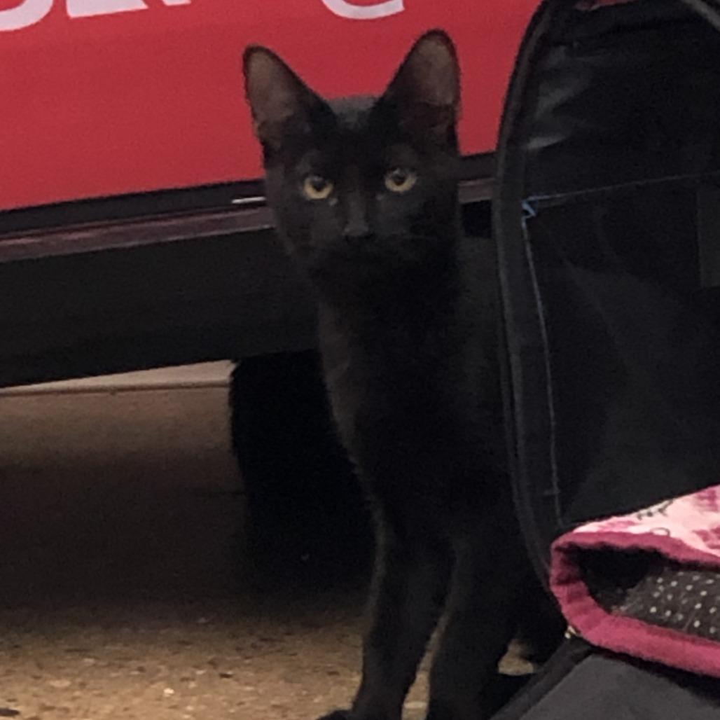 Enlarge Poppyseed, a Adoptable Domestic Short Hair in Skokie, IL image 4/5