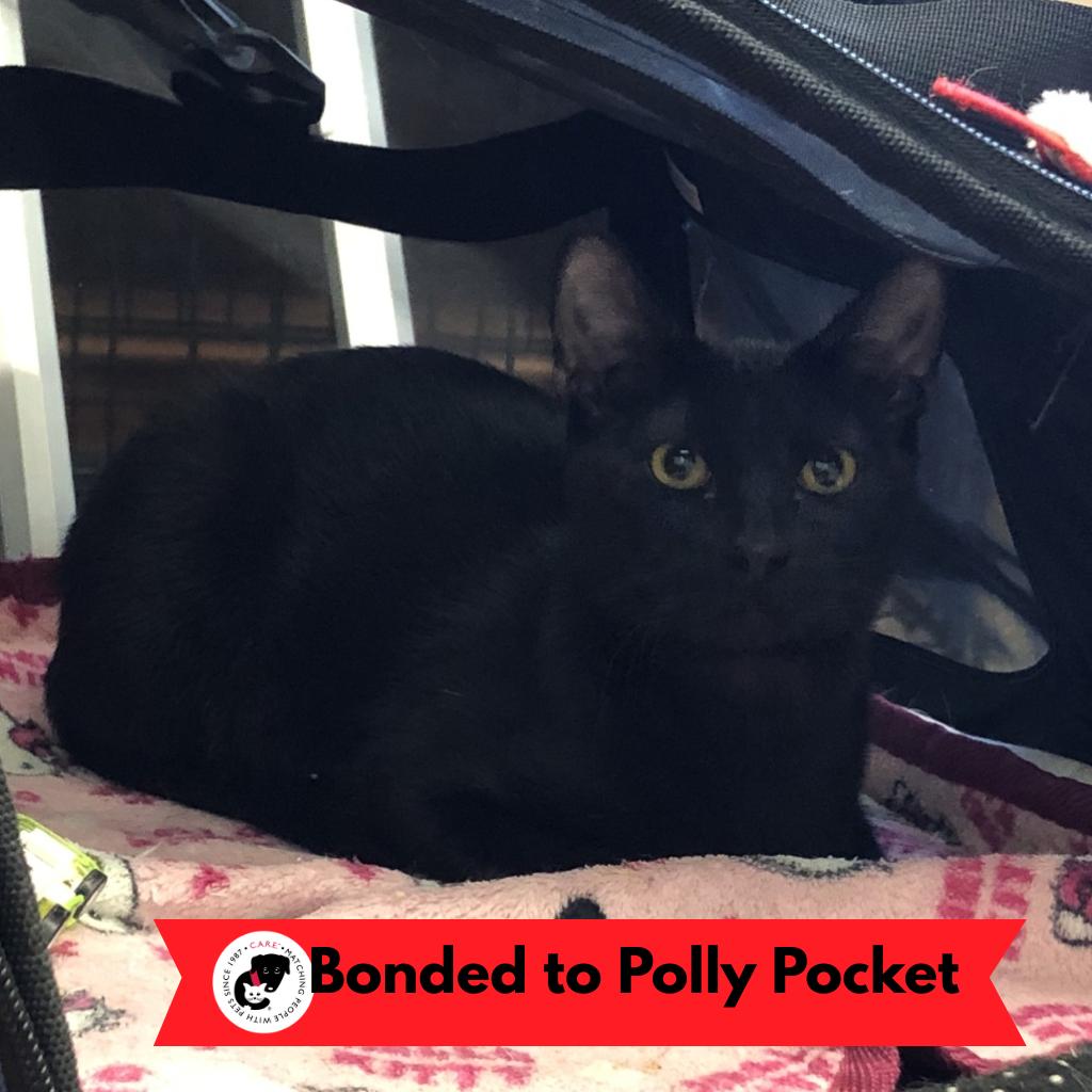Enlarge Poppyseed, a Adoptable Domestic Short Hair in Skokie, IL image 5/5