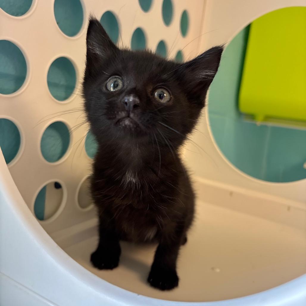 Batman, Adoptable, Kitten Male Domestic Short Hair.