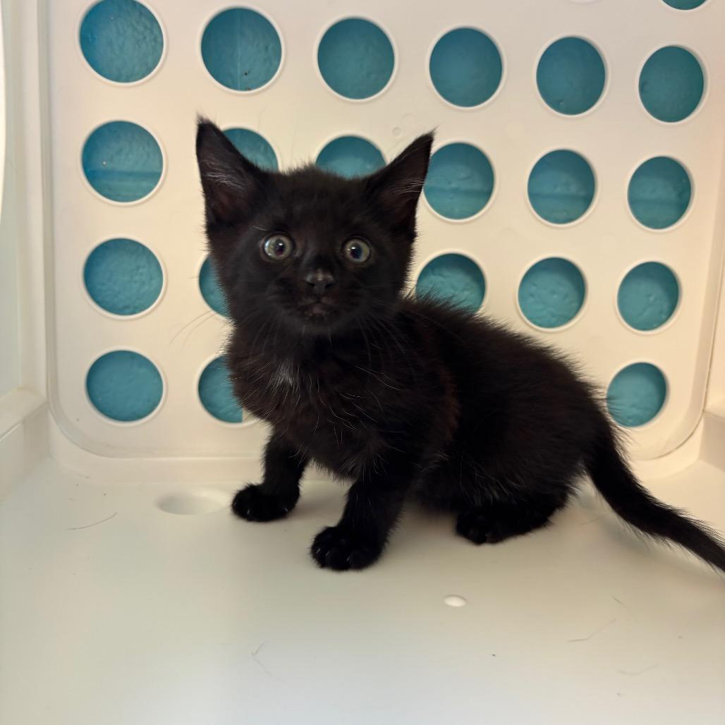 Enlarge Batman, a Adoptable Domestic Short Hair in Roxboro, NC image 2/3