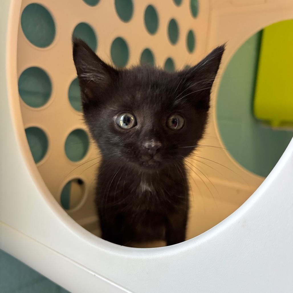 Enlarge Batman, a Adoptable Domestic Short Hair in Roxboro, NC image 3/3