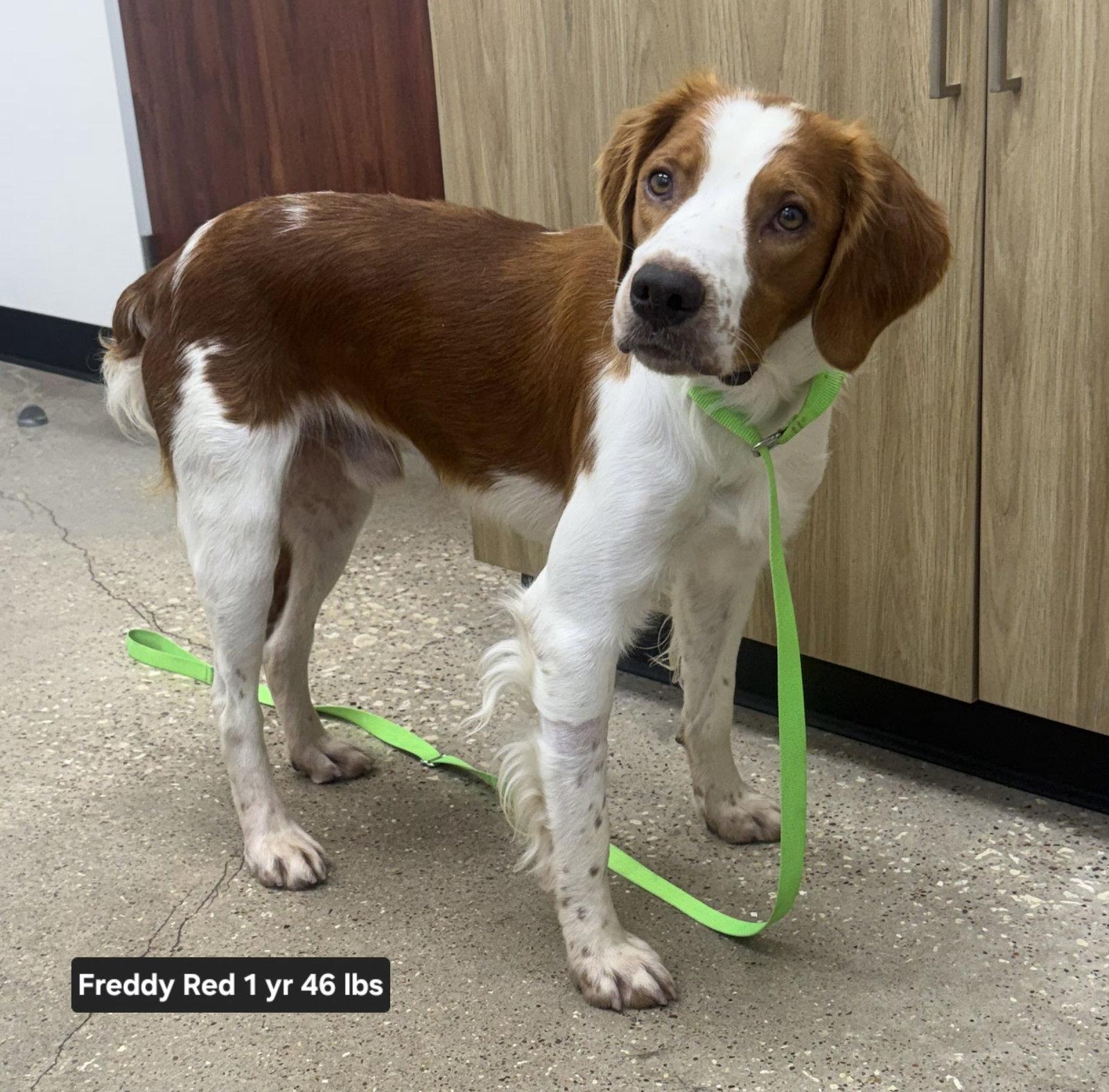Enlarge TX/Freddy Red  (Adoption Pending), a Adoptable Brittany Spaniel in Dallas, TX image 1/3