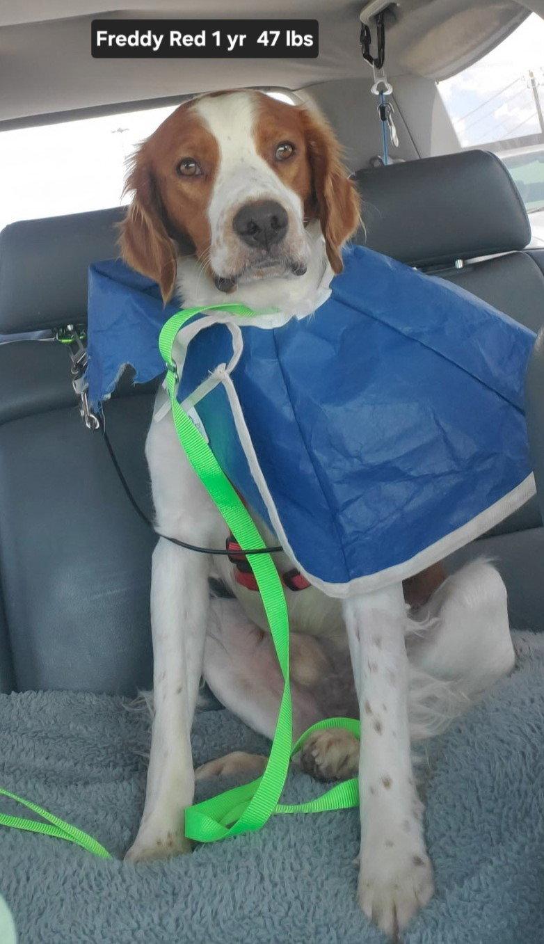 Enlarge TX/Freddy Red  (Adoption Pending), a Adoptable Brittany Spaniel in Dallas, TX image 2/3