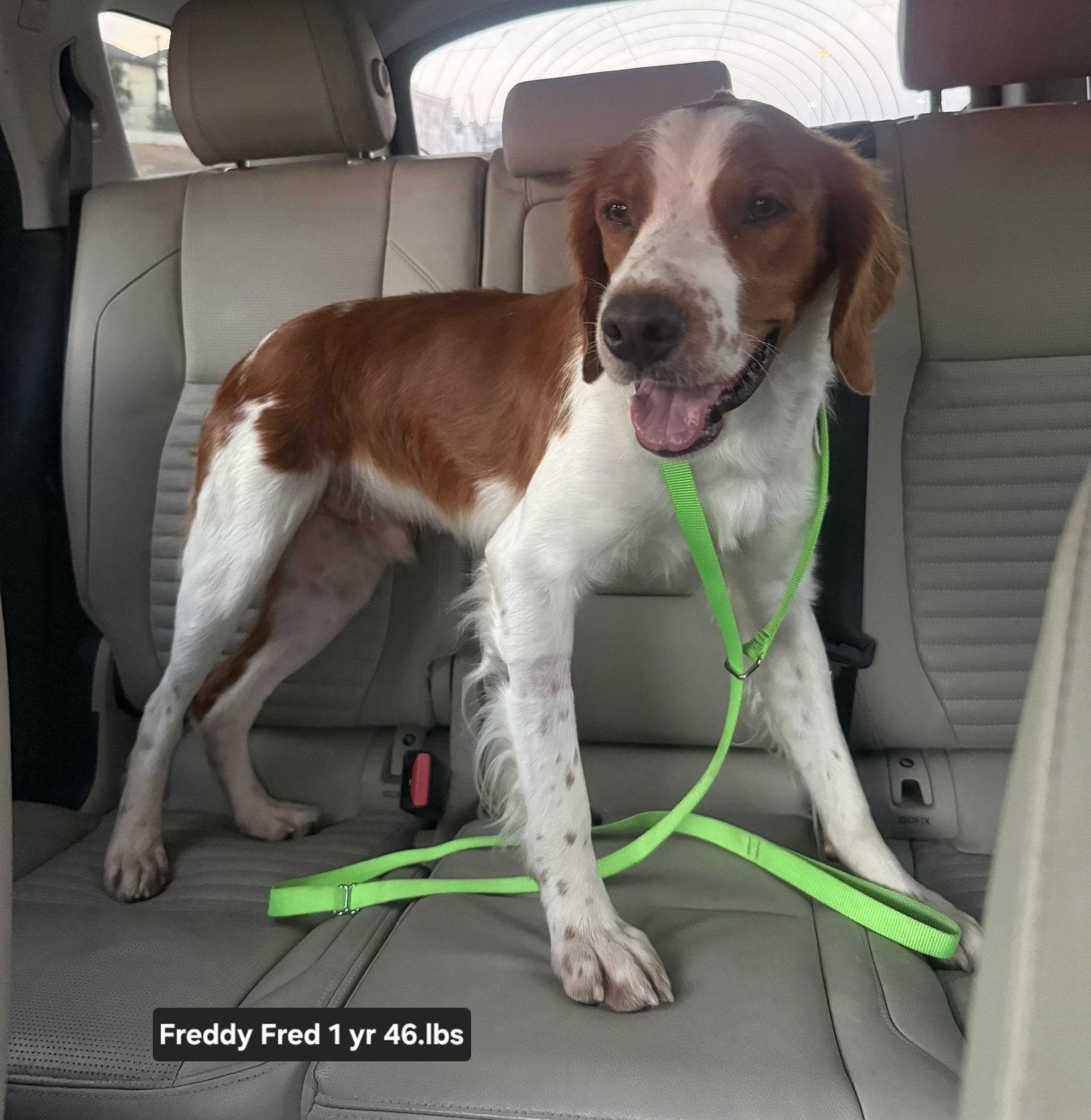 Enlarge TX/Freddy Red  (Adoption Pending), a Adoptable Brittany Spaniel in Dallas, TX image 3/3