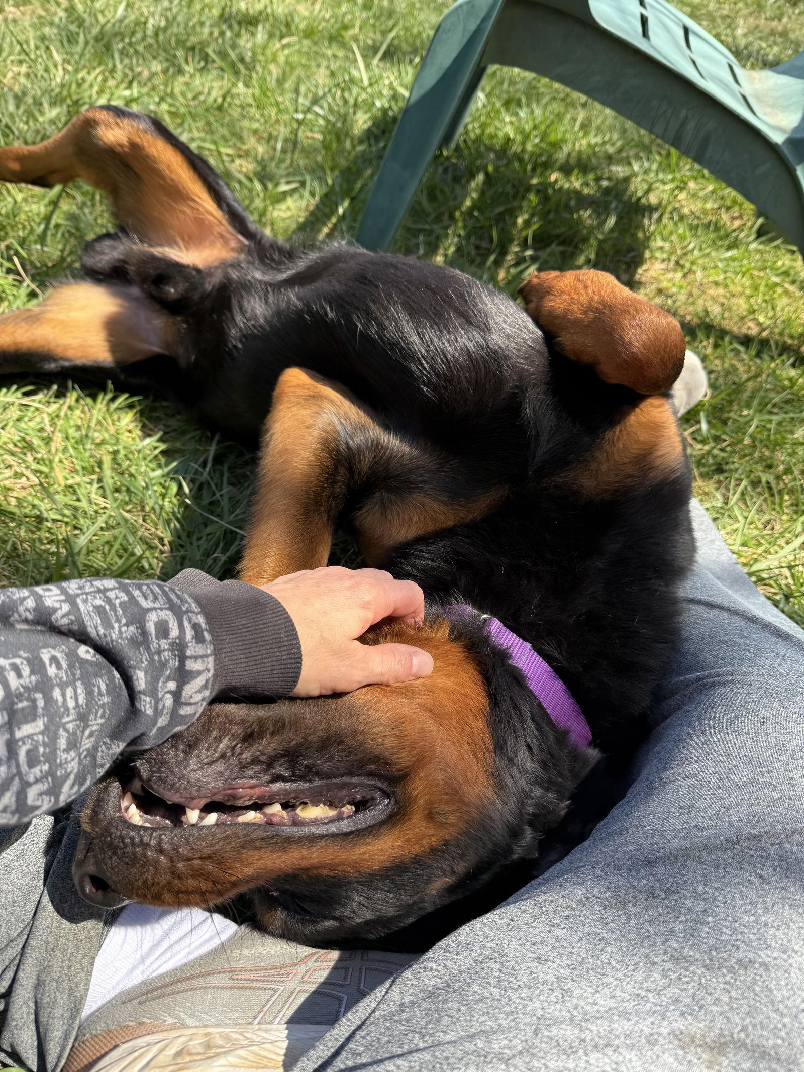 Robbie, Adopted, Adult Male Rottweiler.