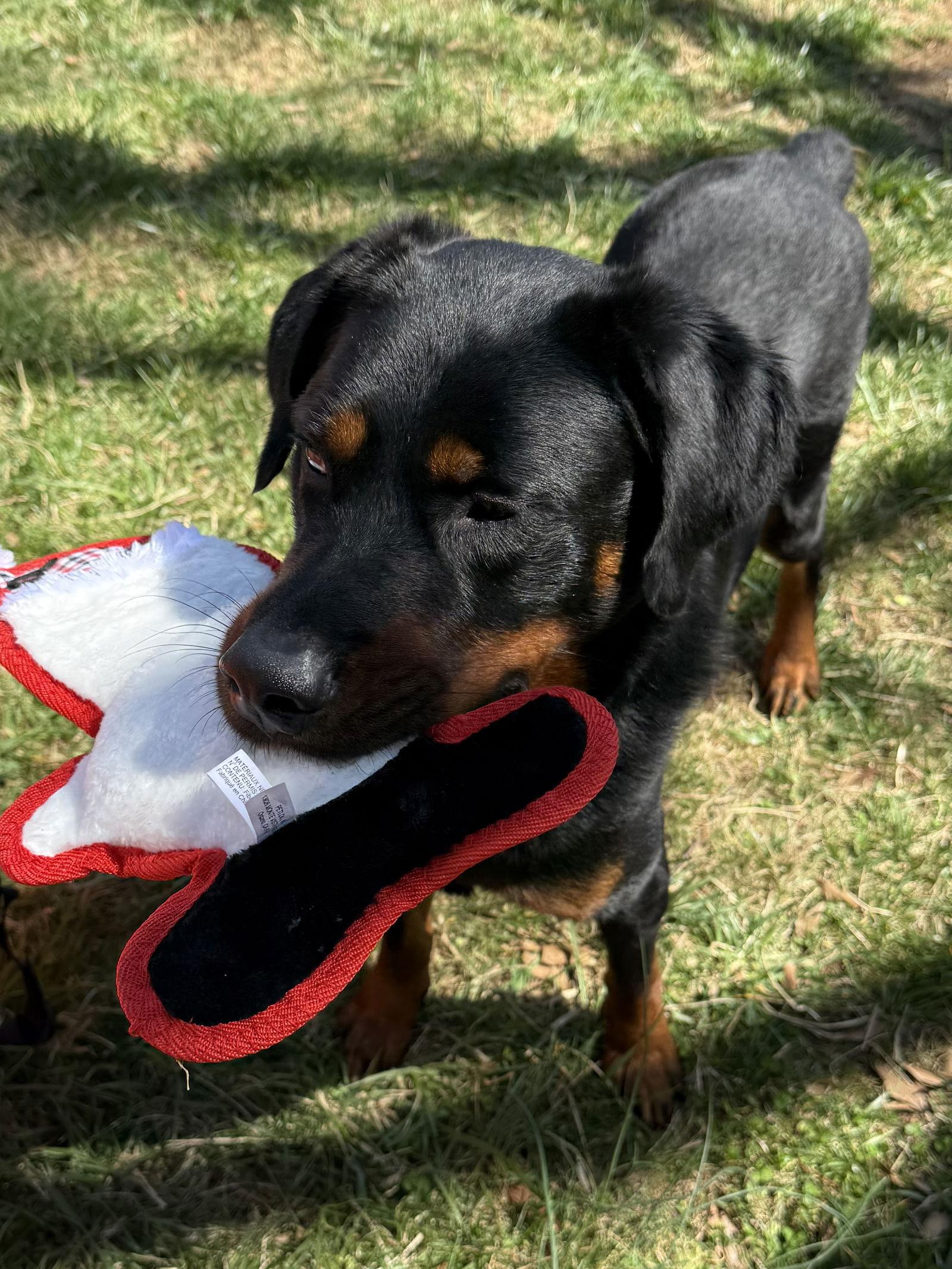 Enlarge Robbie, a Adopted Rottweiler in Mooresville, NC image 2/3