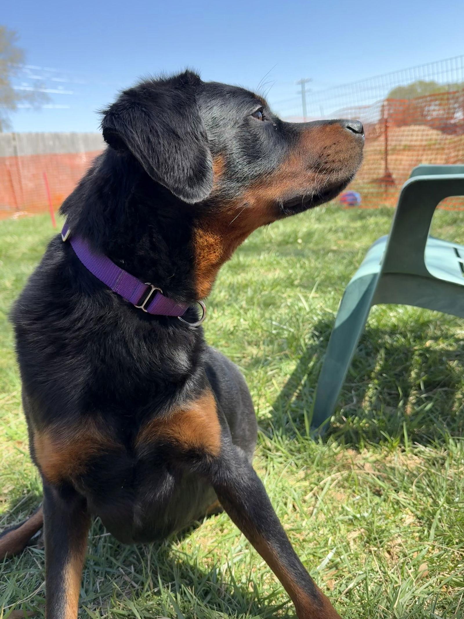 Enlarge Robbie, a Adopted Rottweiler in Mooresville, NC image 3/3