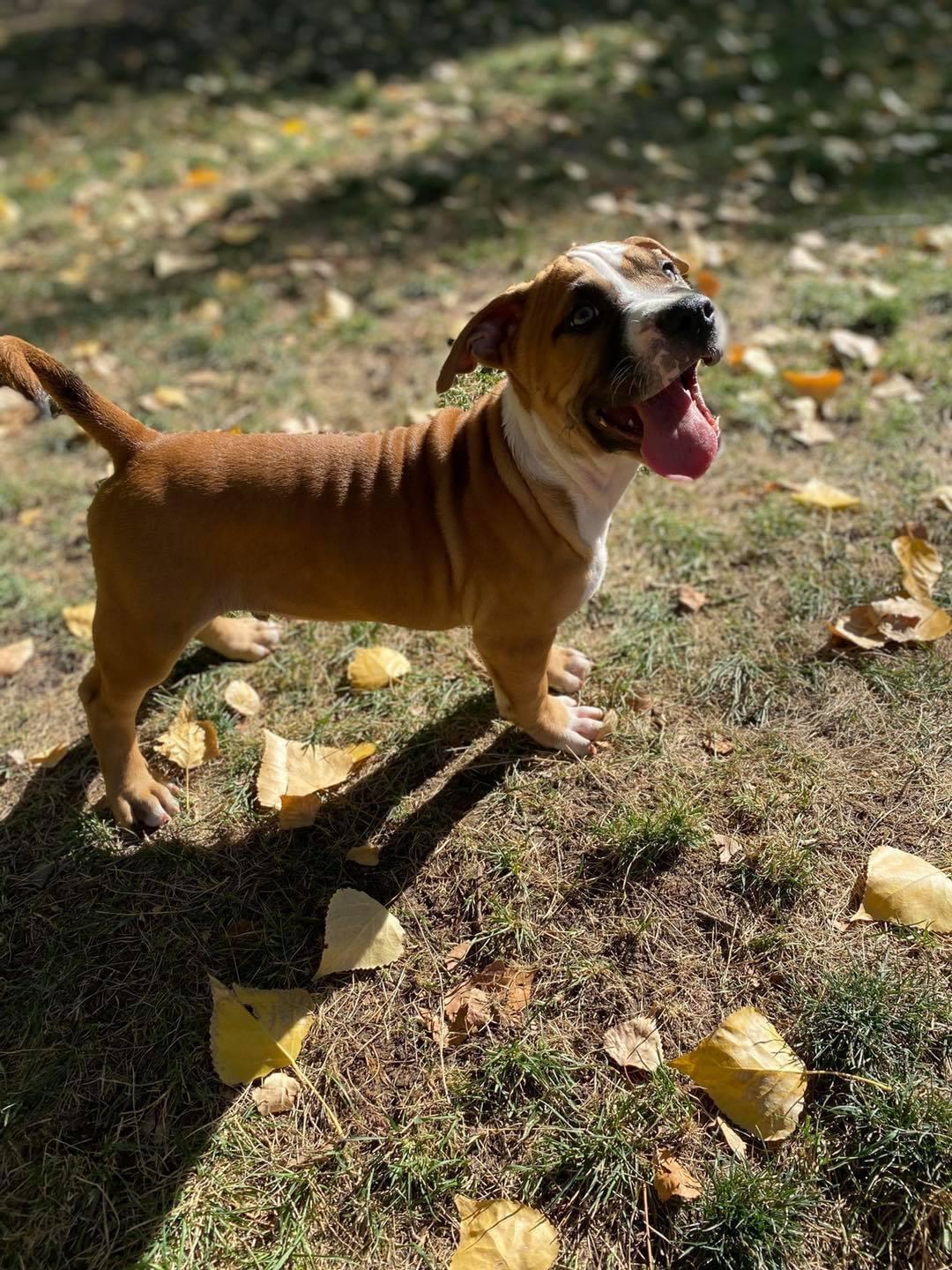 Noah, Adopted, Adult Male Pit Bull Terrier & Boxer.