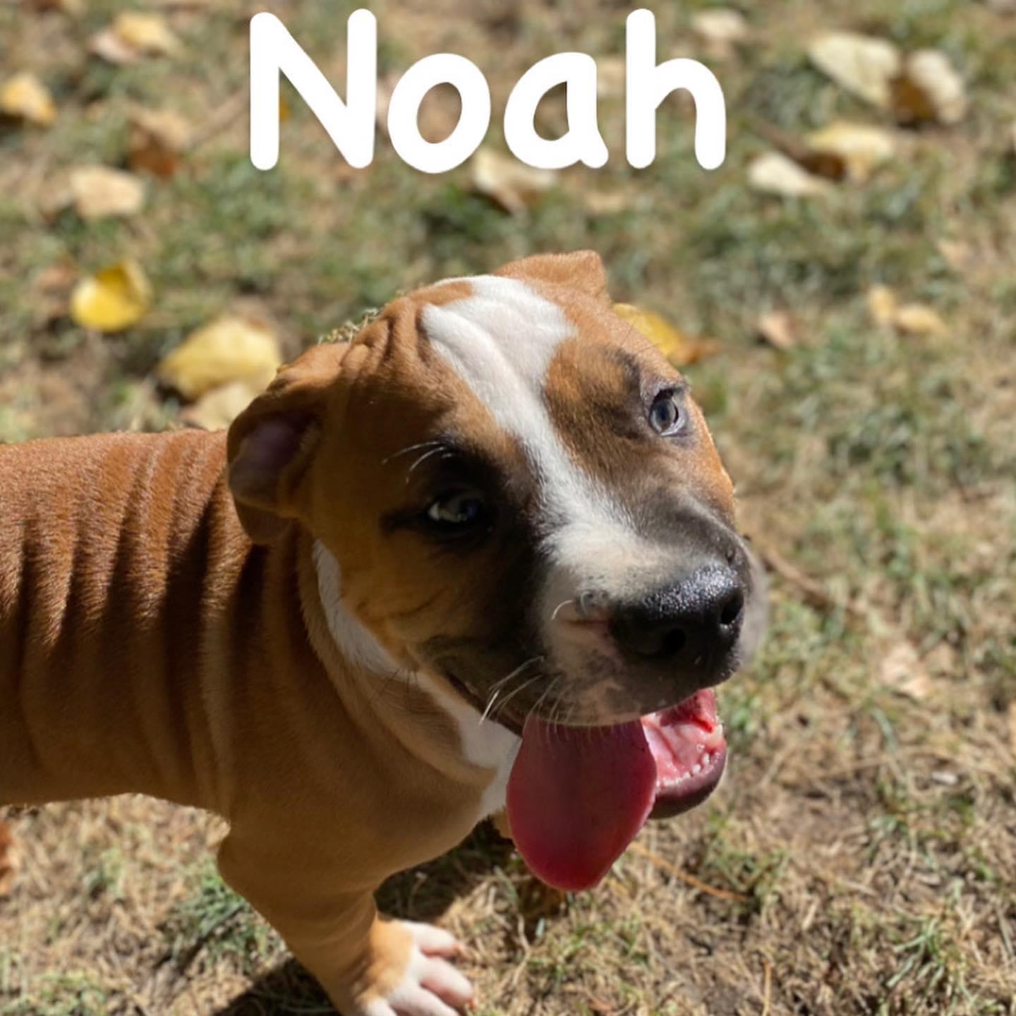 Enlarge Noah, a Adopted mixed breed in Central Point, OR image 2/2