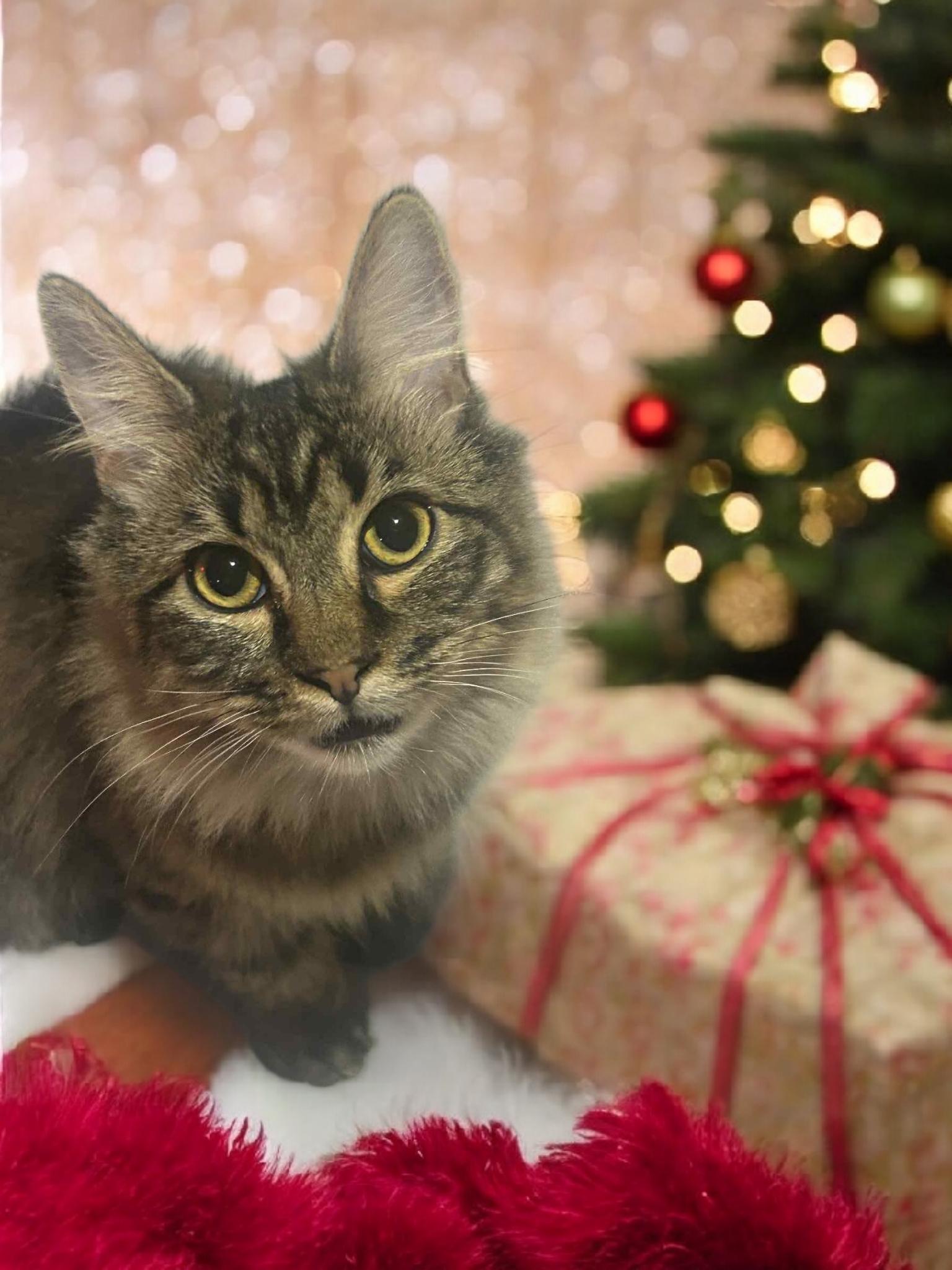 Sharon Tater Tot ( Munchkin Kitten), Adoptable, Kitten Female Tabby.