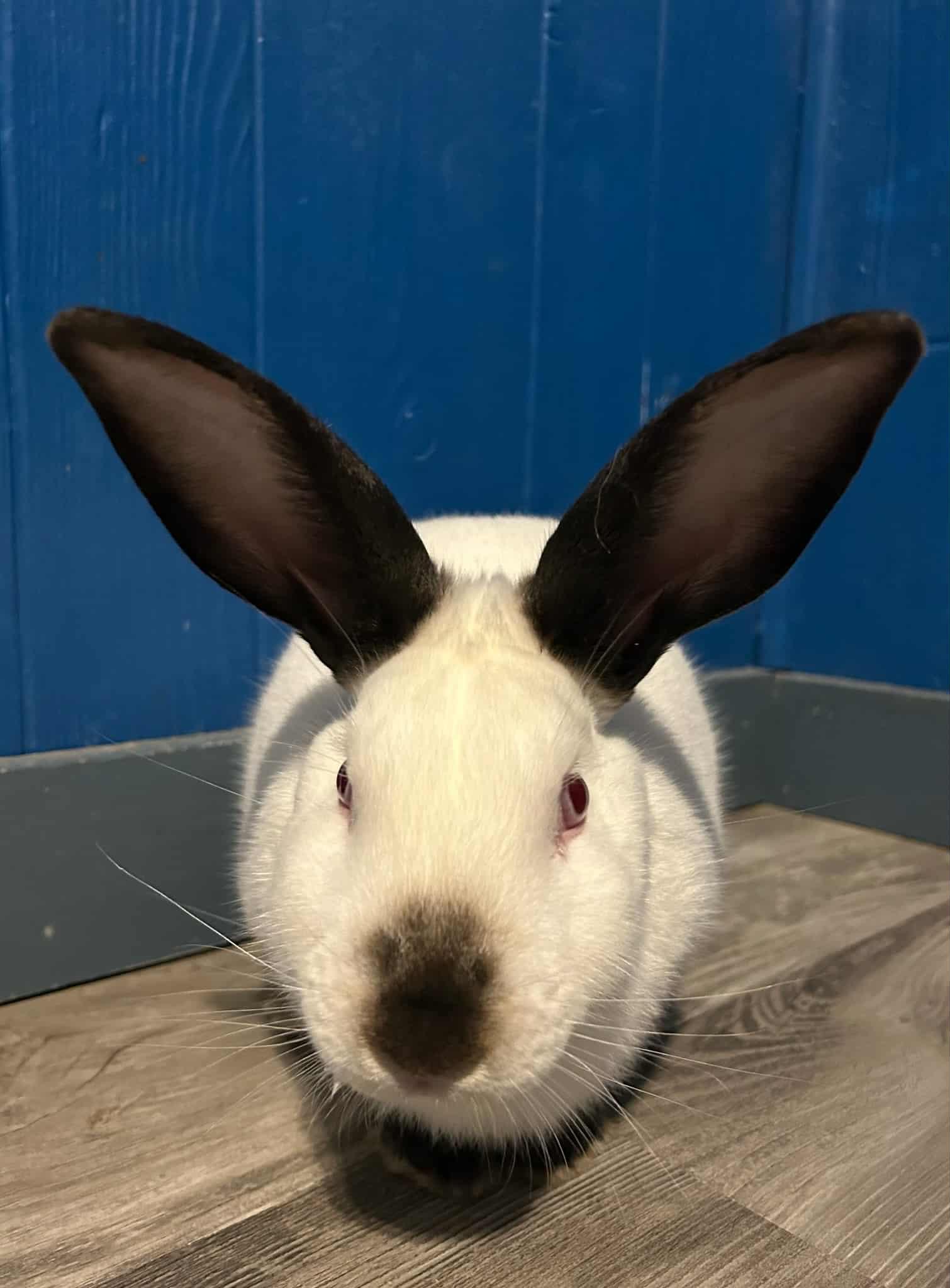 Enlarge Leo, an adopted Californian in Sauk Village, IL image 2/4