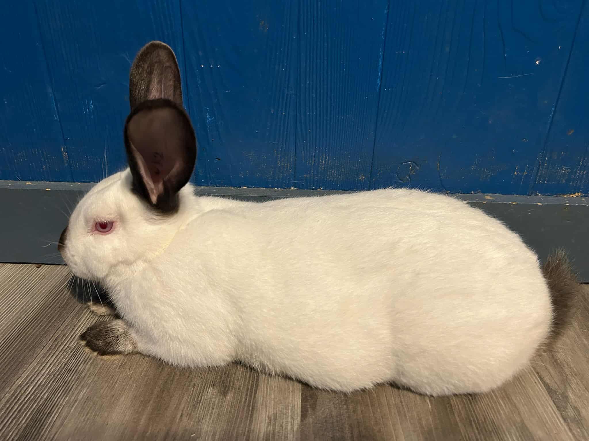 Enlarge Leo, an adopted Californian in Sauk Village, IL image 4/4