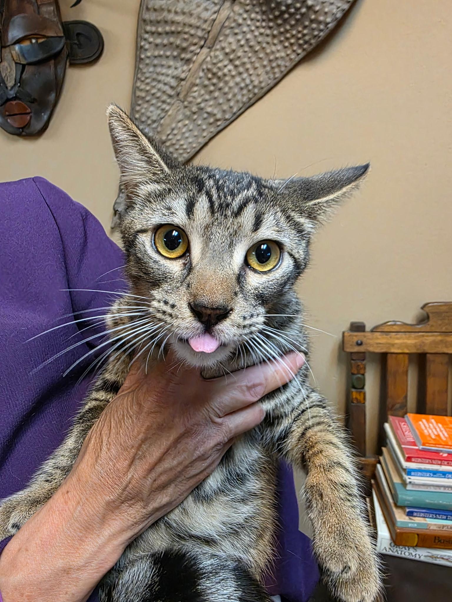 Enlarge Cassidy - All tabby heart, a ADOPTABLE Tabby in Fountain Valley, CA image 5/5