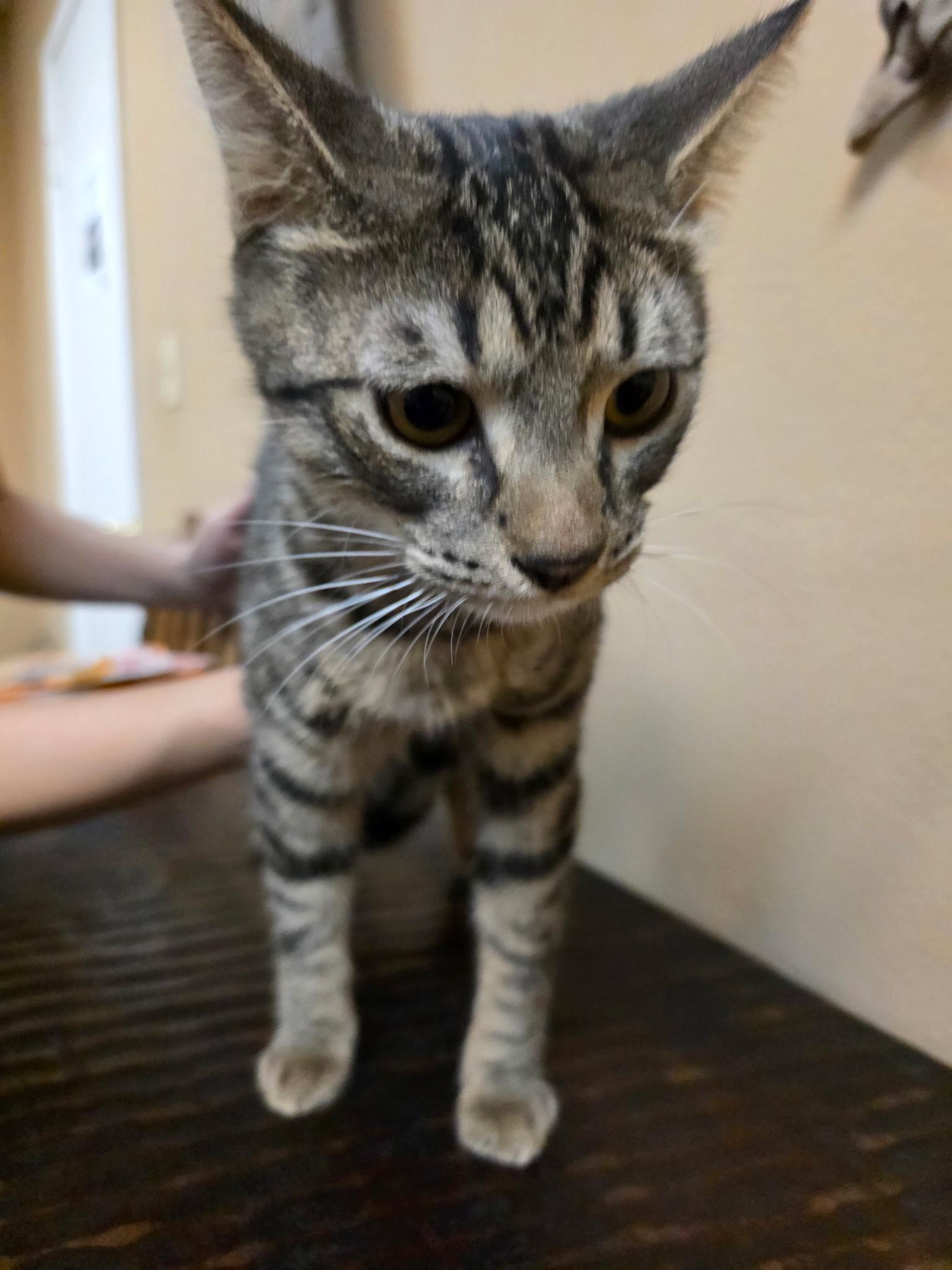 Cassidy - All tabby heart, ADOPTABLE, Young Male Tabby.