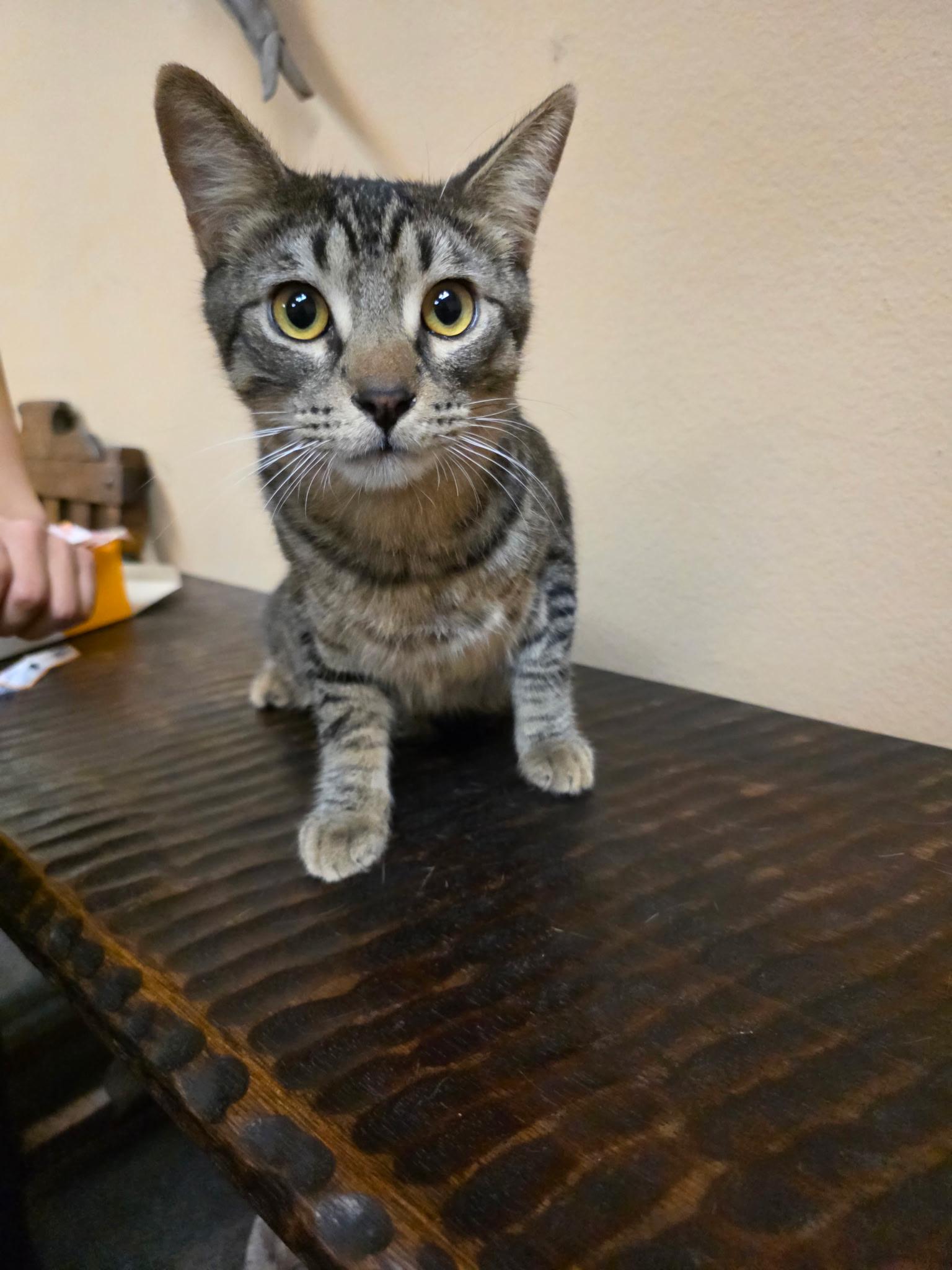 Enlarge Cassidy - All tabby heart, a ADOPTABLE Tabby in Fountain Valley, CA image 2/5